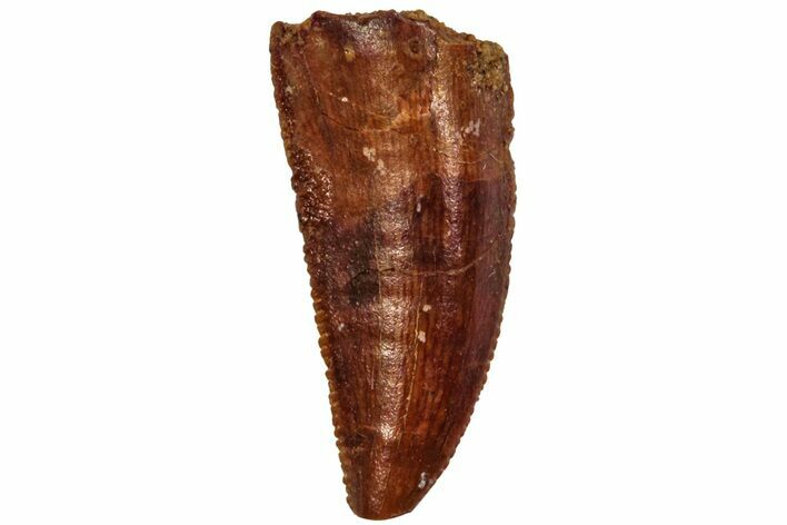 Serrated, Raptor Tooth - Real Dinosaur Tooth #216553